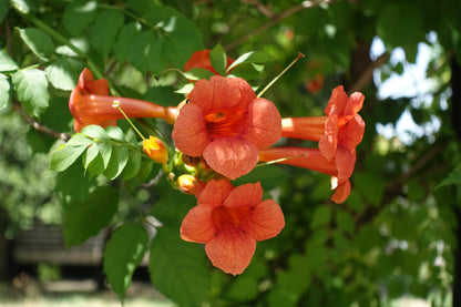 Campsis radicans (Trompetbloem)