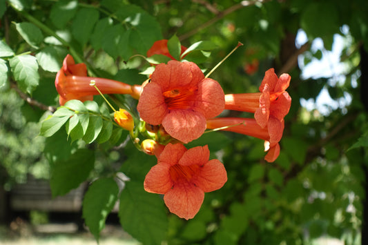 Campsis radicans (Trompetbloem)