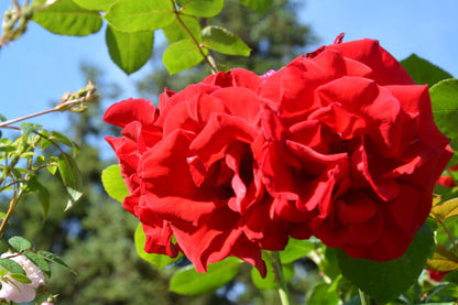 Rosa 'Santana' (Klimroos)