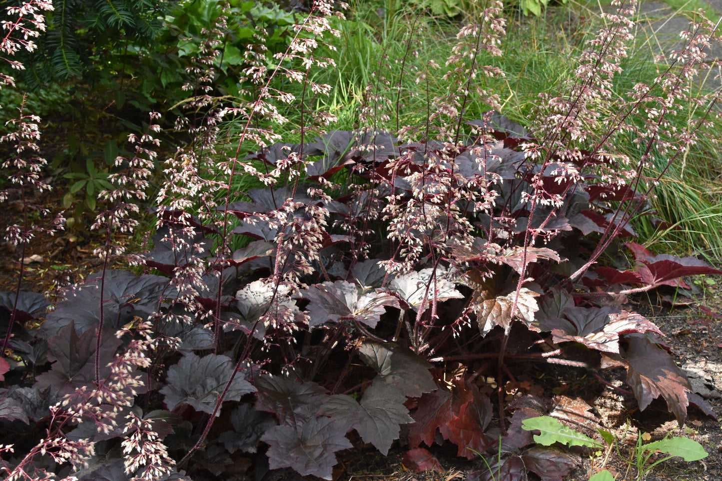 Heuchera micrantha 'Palace Purple' (Purperklokje)