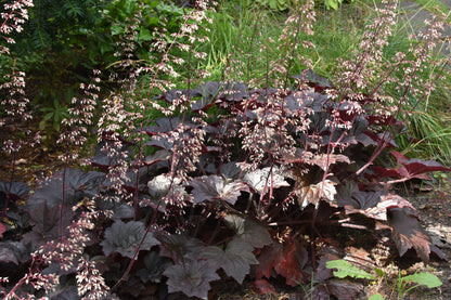Heuchera micrantha 'Palace Purple' (Purperklokje)