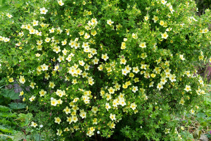 Potentilla fruticosa 'Goldfinger' (Vijfvingerkruid)