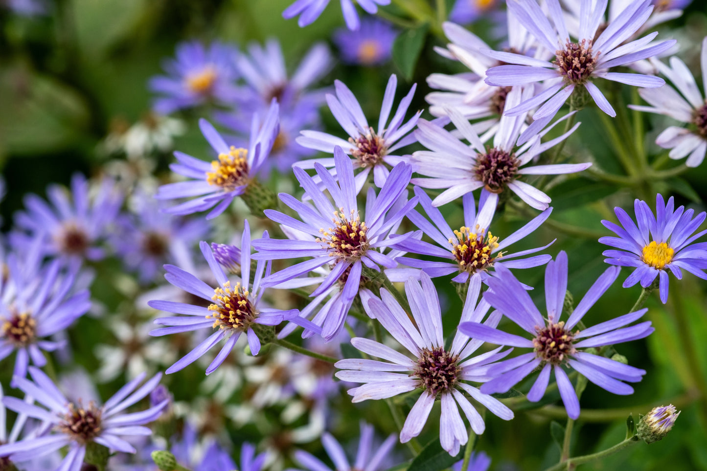 Aster macrophyllus 'Twilight'