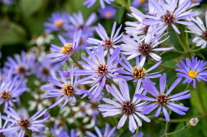 Aster macrophyllus 'Twilight'