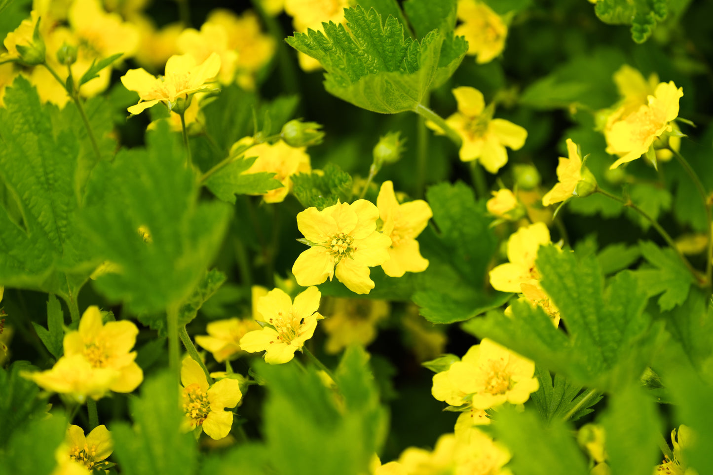 Waldsteinia ternata (Gouden aardbei