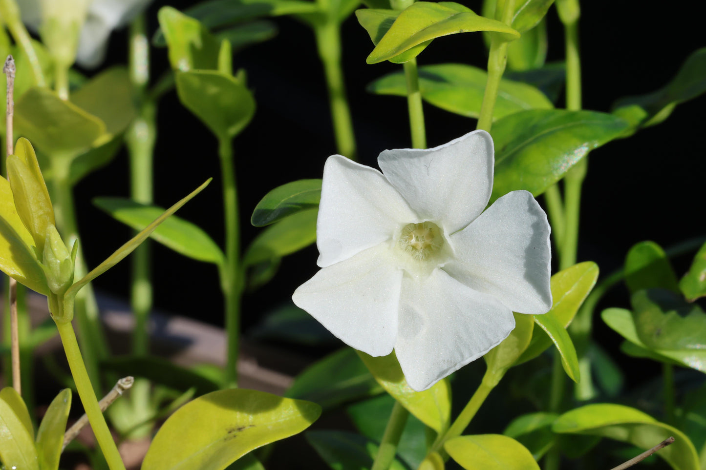 Vinca minor 'Alba' (Maagdenpalm)