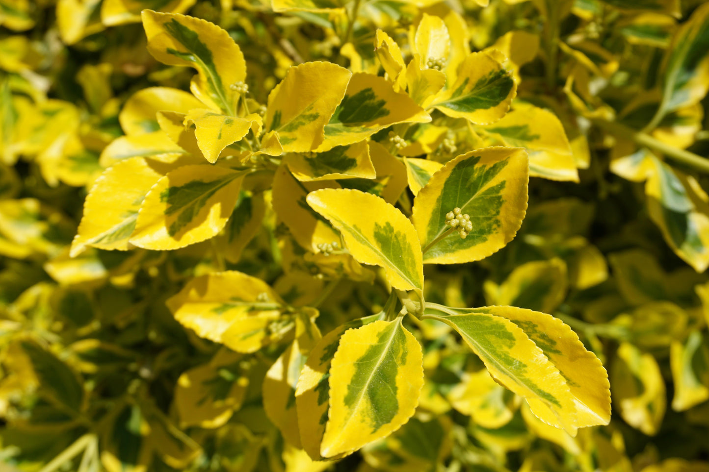 Euonymus fortunei 'Emerald 'n Gold' (Kardinaalsmuts)
