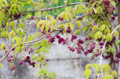 Akebia quinata (Schijnaugurk / Klimbeschuit)