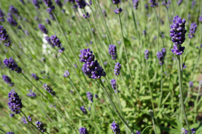 Lavandula angustifolia 'Hidcote' (Echte lavendel)
