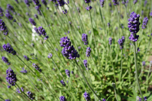 Lavandula angustifolia 'Hidcote' (Echte lavendel)