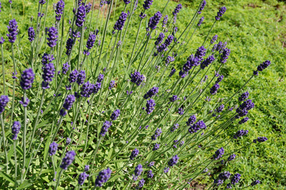 Lavandula angustifolia 'Hidcote' (Echte lavendel)