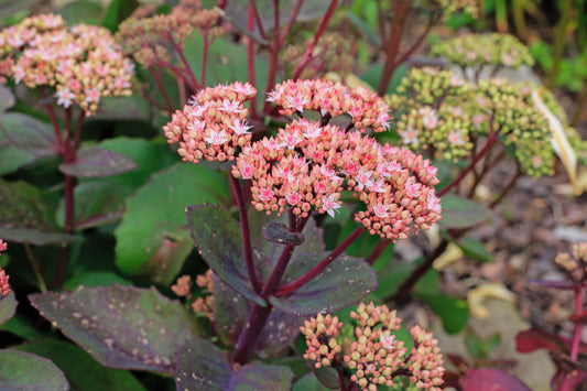 Sedum 'Herbstfreude' (Hemelsleutel)