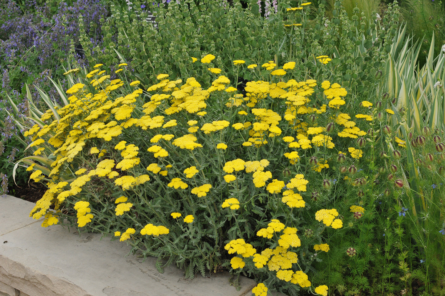 Achillea 'Moonshine' (Duizendblad)