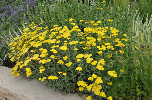 Achillea 'Moonshine' (Duizendblad)