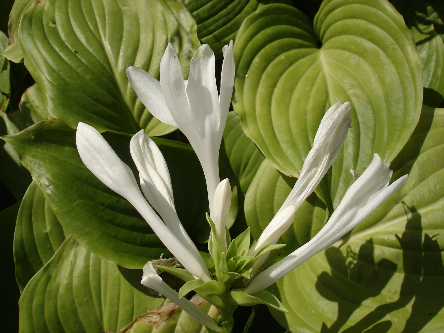 Hosta 'Royal Standard' (Hartlelie)