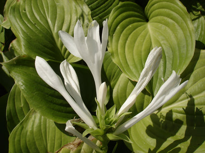 Hosta 'Royal Standard' (Hartlelie)