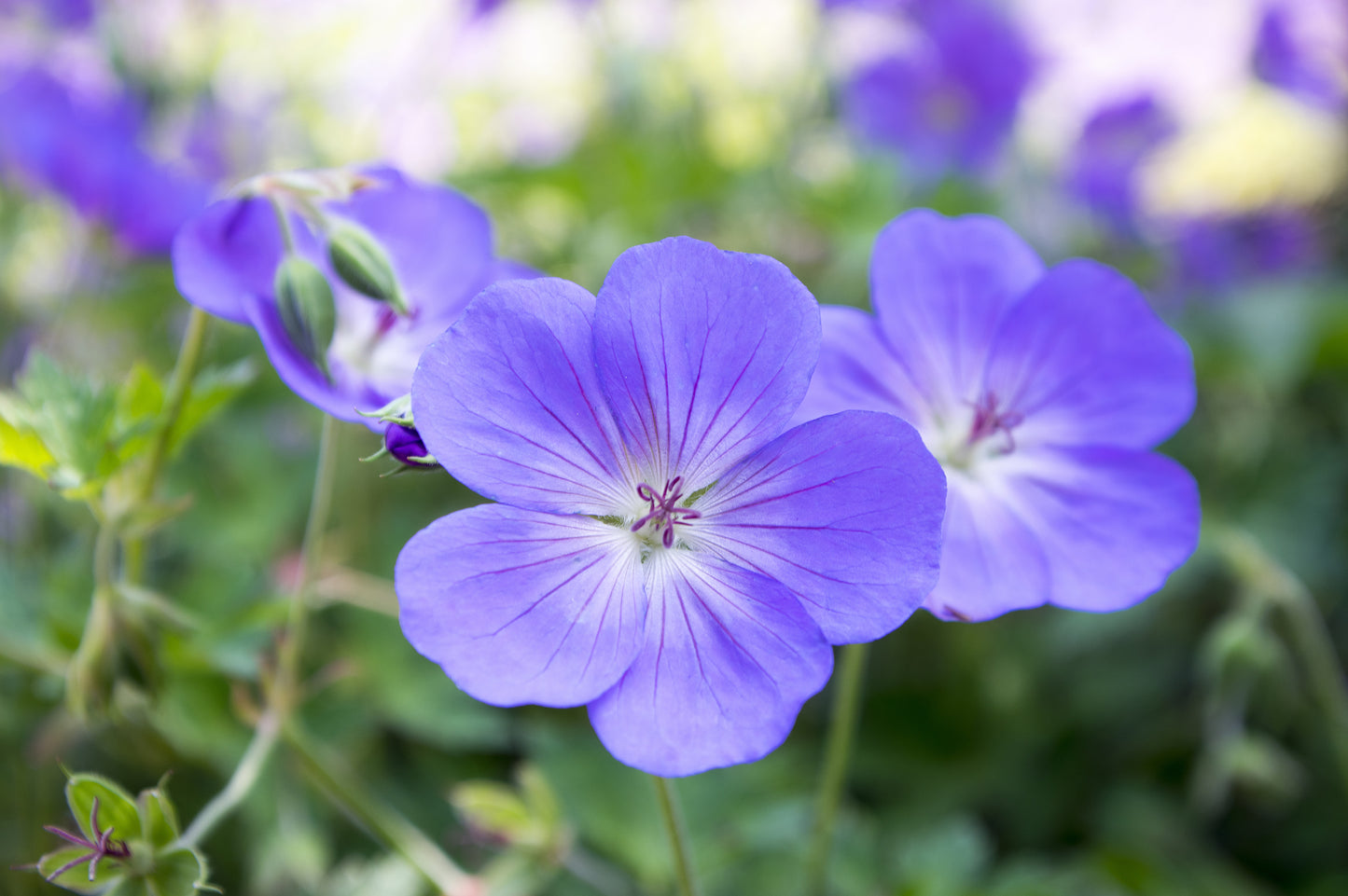 Geranium 'Rozanne' (Ooievaarsbek)