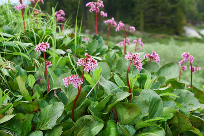Bergenia cordifolia 'Rotblum' (Schoenlappersplant)