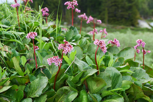Bergenia cordifolia 'Rotblum' (Schoenlappersplant)