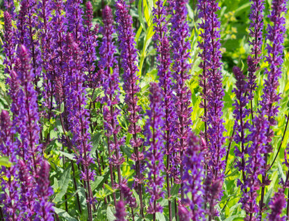 Salvia nemorosa 'Caradonna' (Salie)