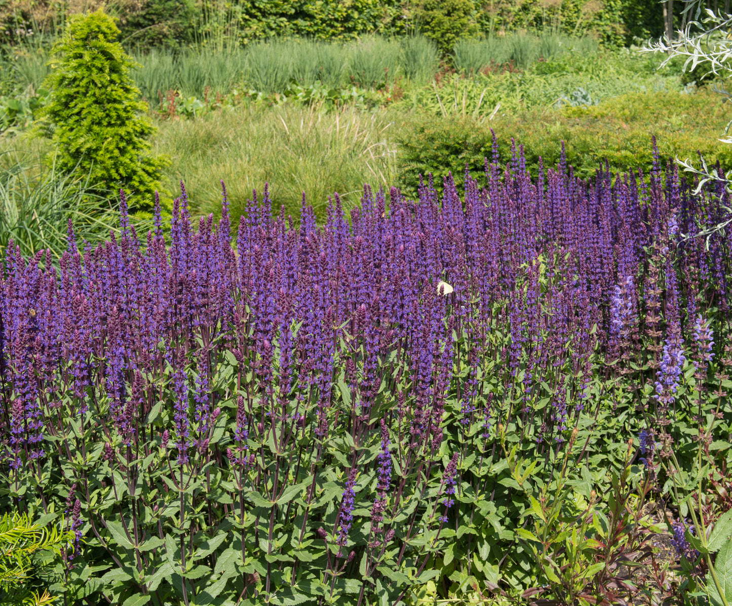 Salvia nemorosa 'Caradonna' (Salie)