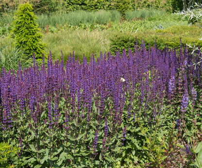 Salvia nemorosa 'Caradonna' (Salie)