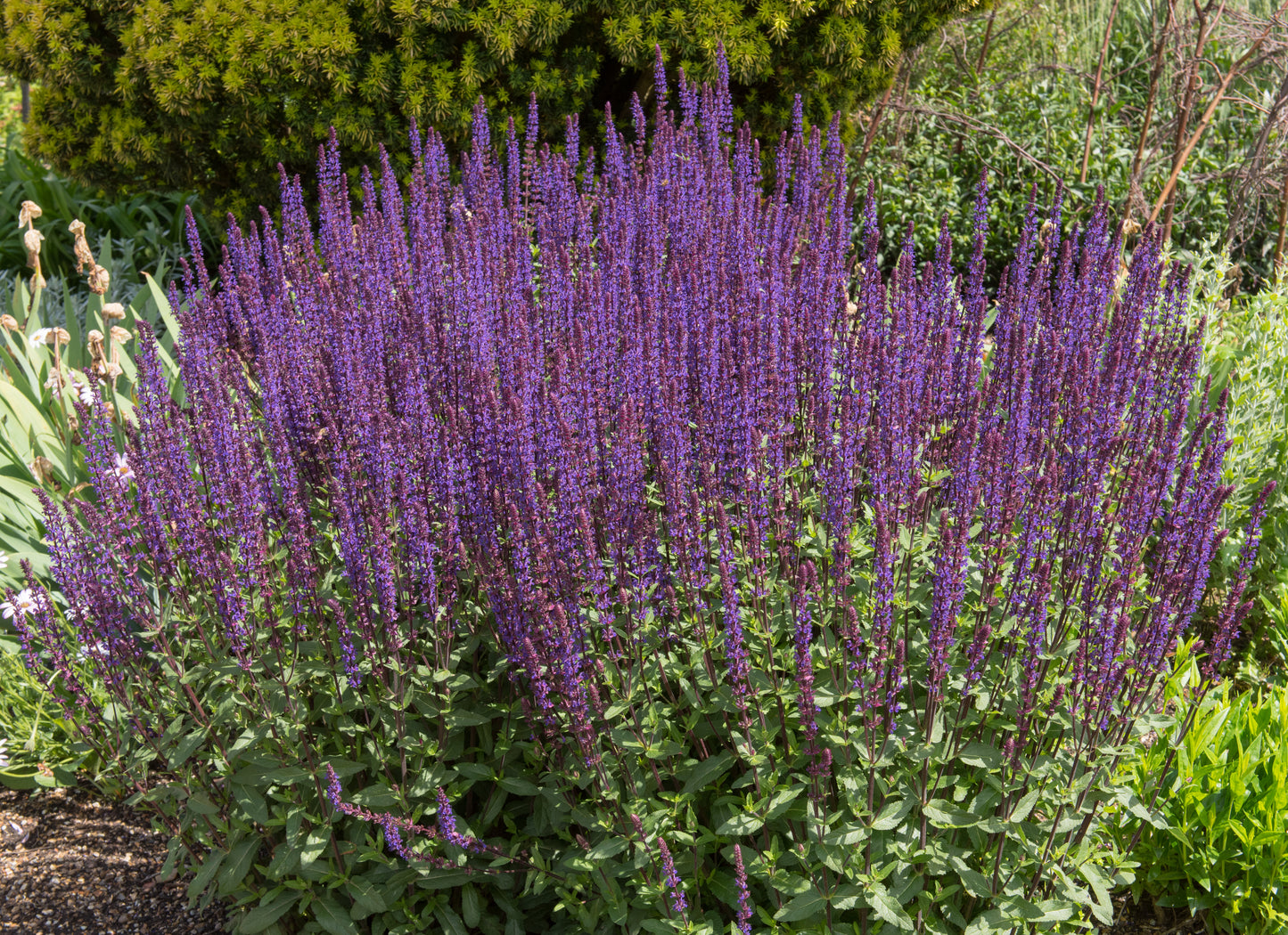 Salvia nemorosa 'Caradonna' (Salie)