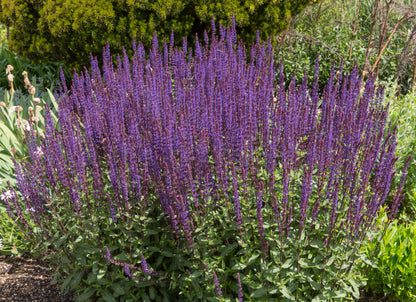 Salvia nemorosa 'Caradonna' (Salie)