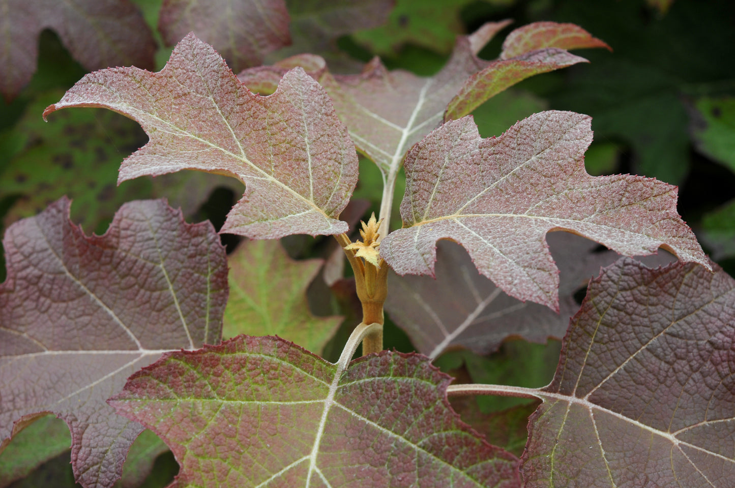 Hydrangea quercifolia (Eikenbladhortensia)