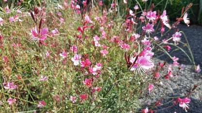Gaura lindheimeri 'Siskiyou Pink' (Prachtkaars)
