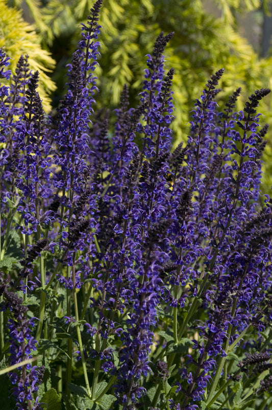 Salvia nemorosa 'Mainacht' (Salie)