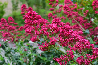 Centranthus ruber 'Coccineus' (Rode valeriaan)