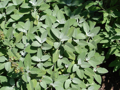 Salvia officinalis 'Berggarten' (Echte salie)