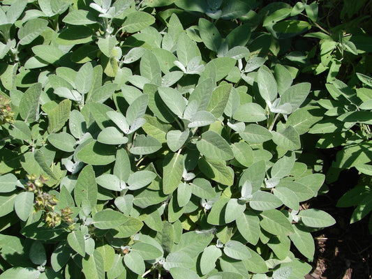 Salvia officinalis 'Berggarten' (Echte salie)