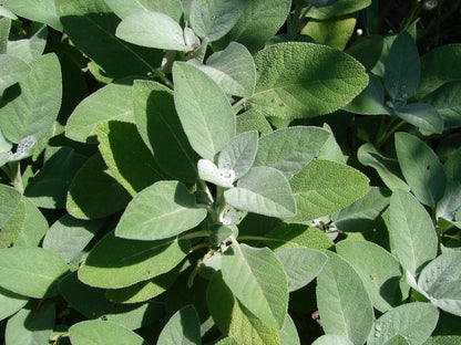 Salvia officinalis 'Berggarten' (Echte salie)