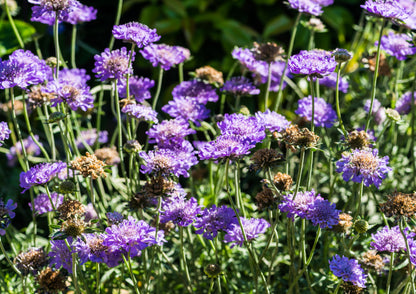 Scabiosa columbaria 'Butterfly Blue' (Duifkruid)