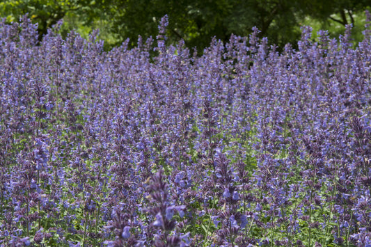 Nepeta x faassenii 'Walker's Low' (Kattenkruid)