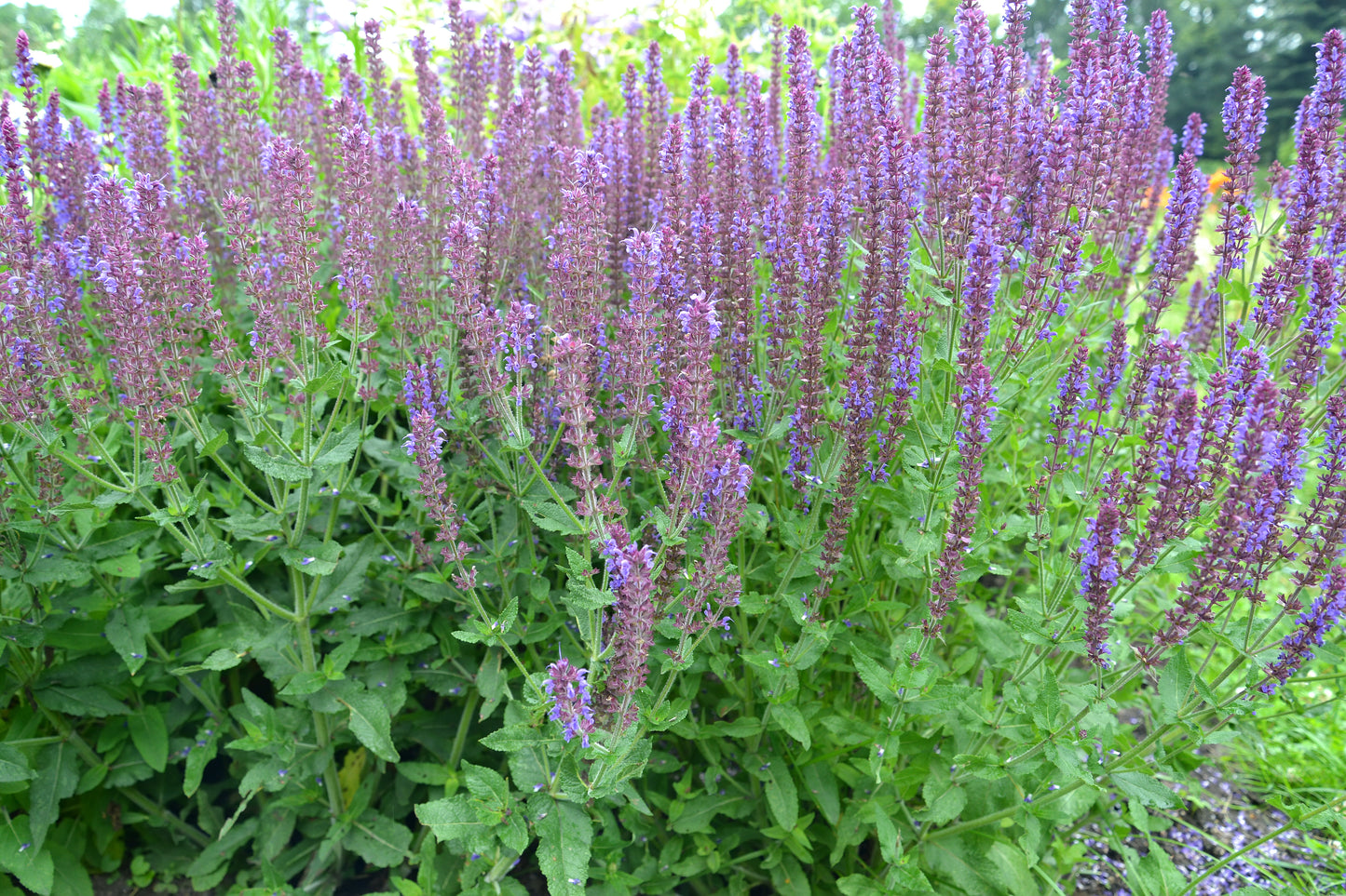 Salvia nemorosa 'Ostfriesland' (Salie)