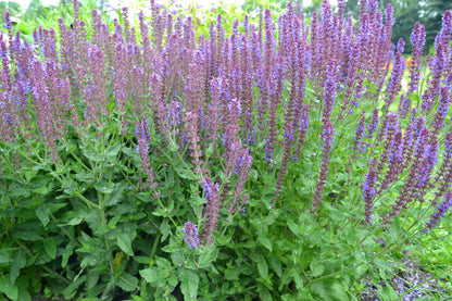 Salvia nemorosa 'Ostfriesland' (Salie)