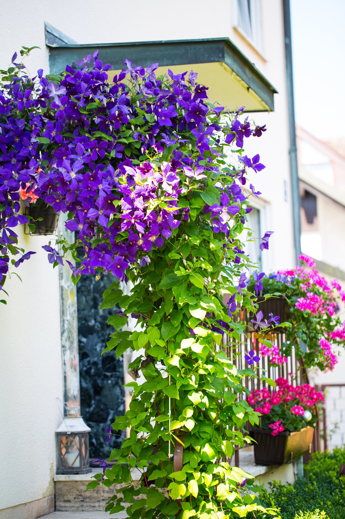 Clematis 'The President' (Bosrank)