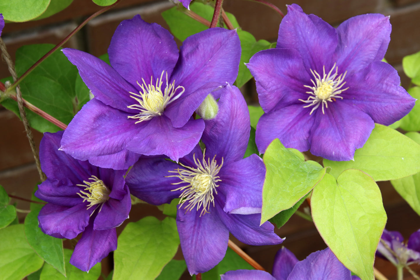 Clematis 'Jackmanii' (Bosrank)