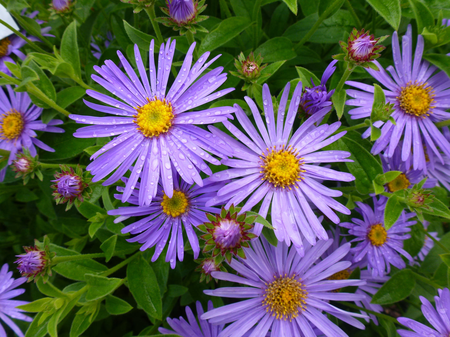 Aster frikartii 'Mönch' (Herfstaster)