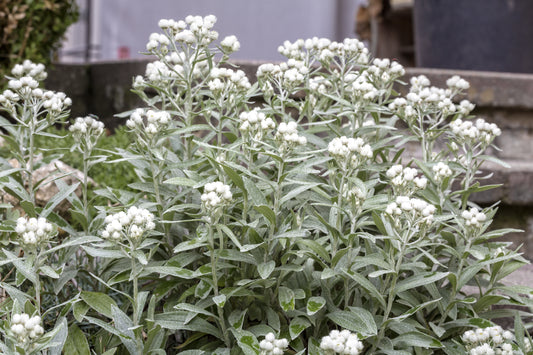 Anaphalis triplinervis (Witte knoop)