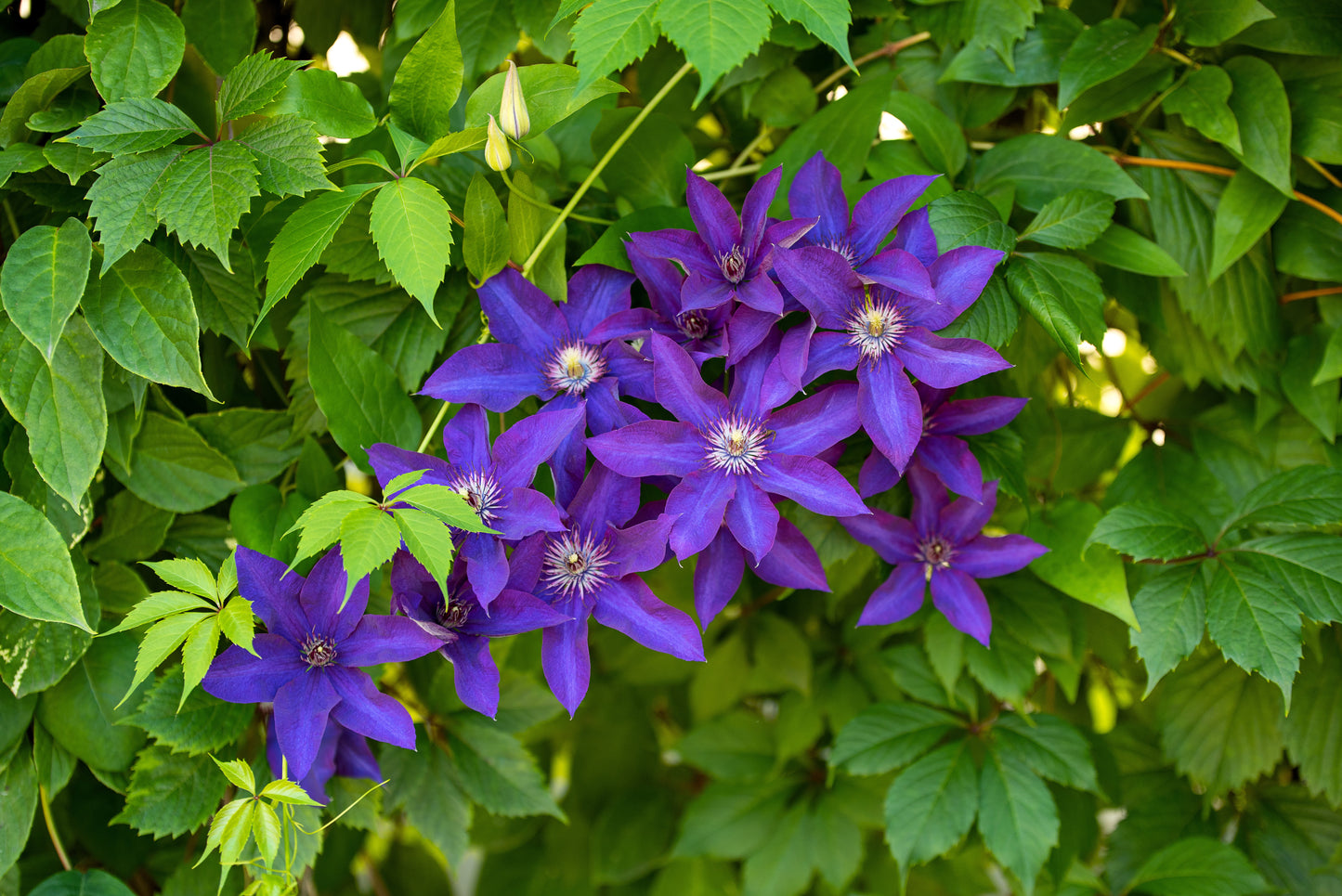 Clematis 'The President' (Bosrank)