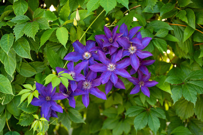 Clematis 'The President' (Bosrank)