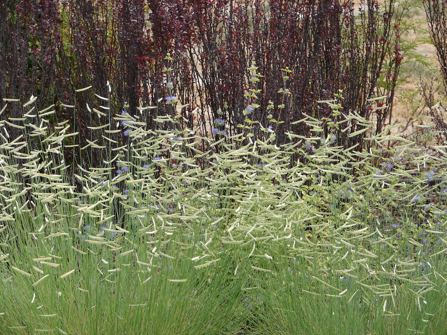 Bouteloua gracilis (Muskietengras)