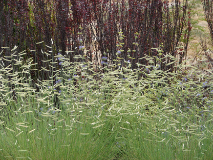 Bouteloua gracilis (Muskietengras)