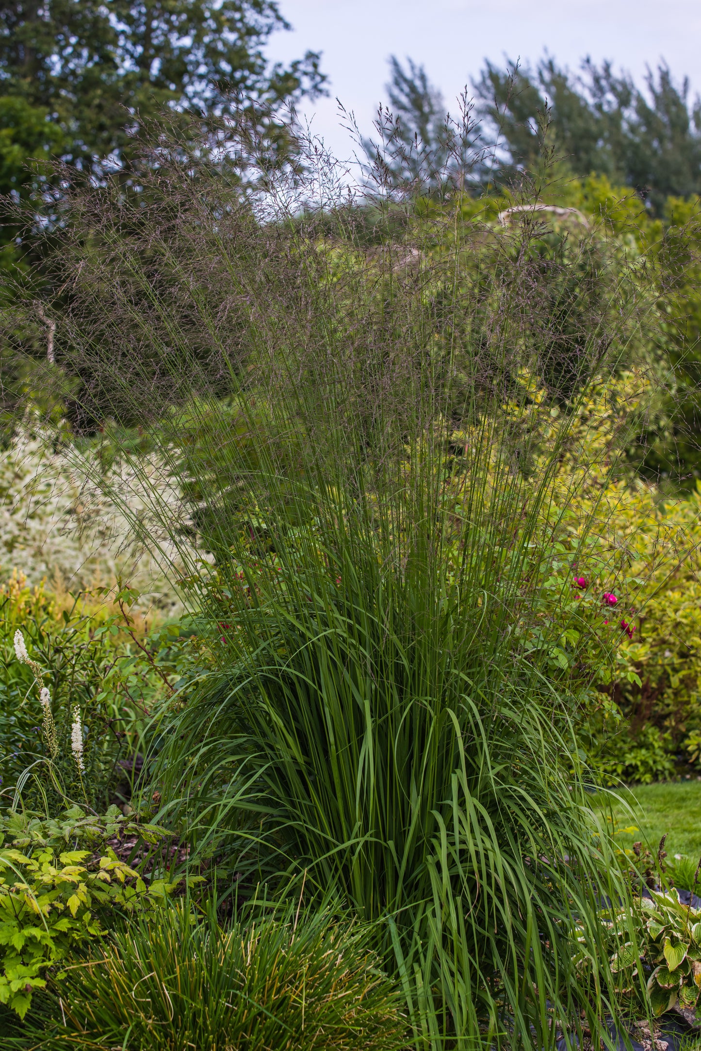 Molinia arundinacea 'Karl Foerster' (Pijpestrootje)