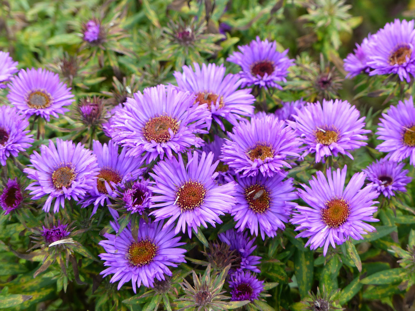 Aster novae-angliae 'Purple Dome' (Herfstaster)