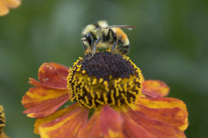 Helenium 'Mardi Gras' (Zonnekruid)